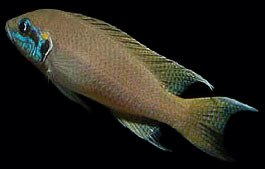 Neolamprologus brichardi Neolamprologus brichardi